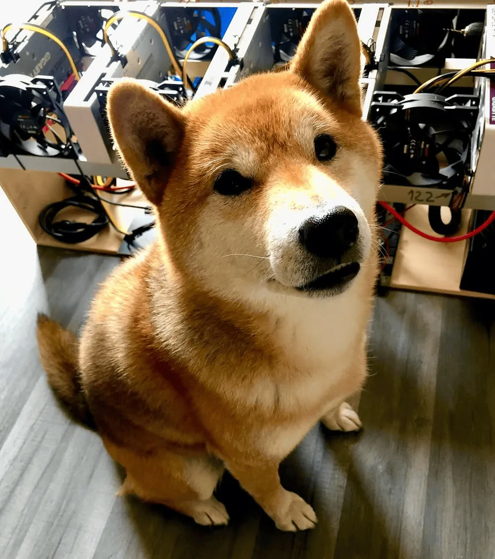 Akira, mi Shiba Inu, sentada delante de los equipos del laboratorio